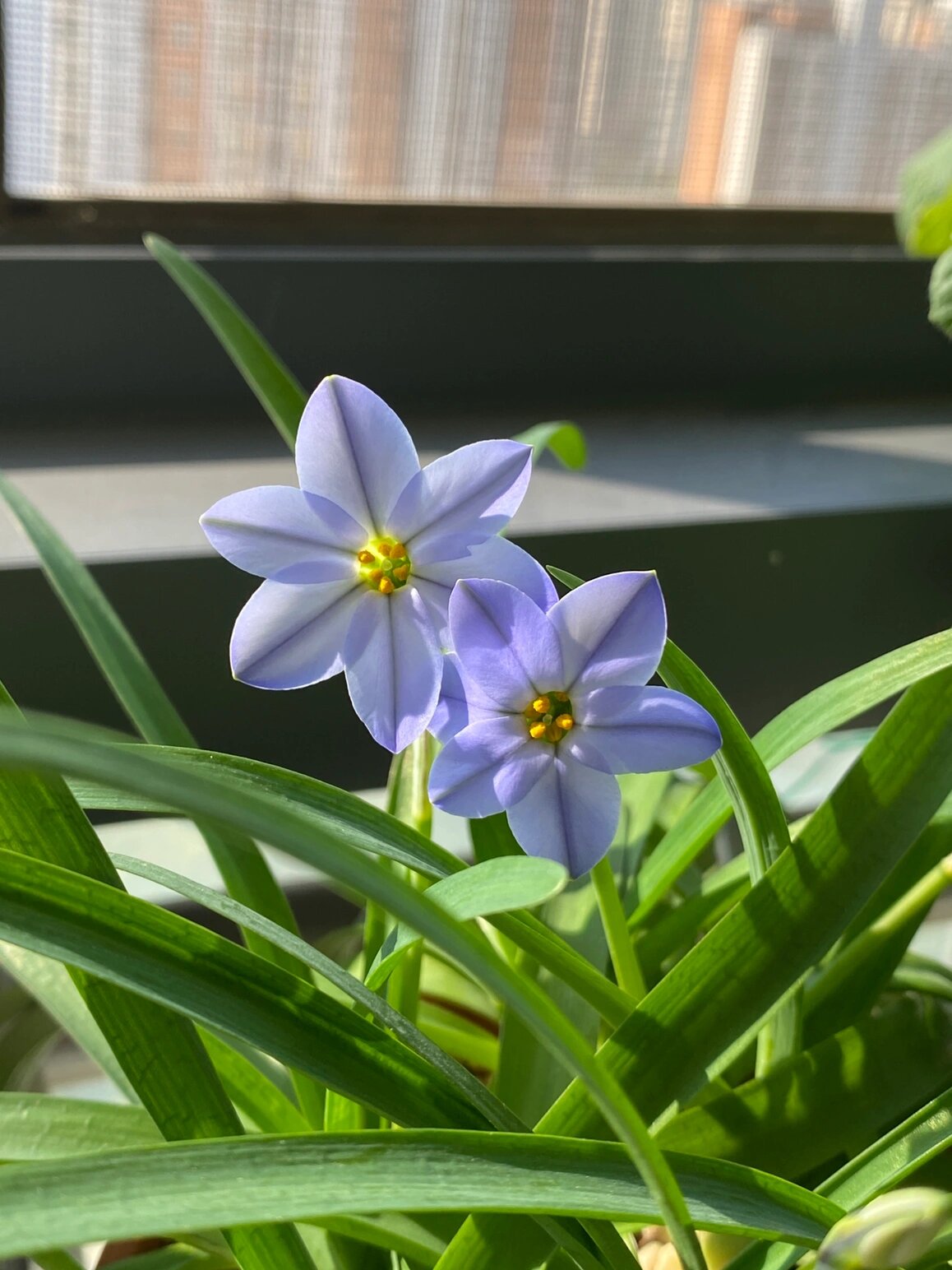 花韭是封闭阳台也能养好的小球根 👉蓝花韭深蓝