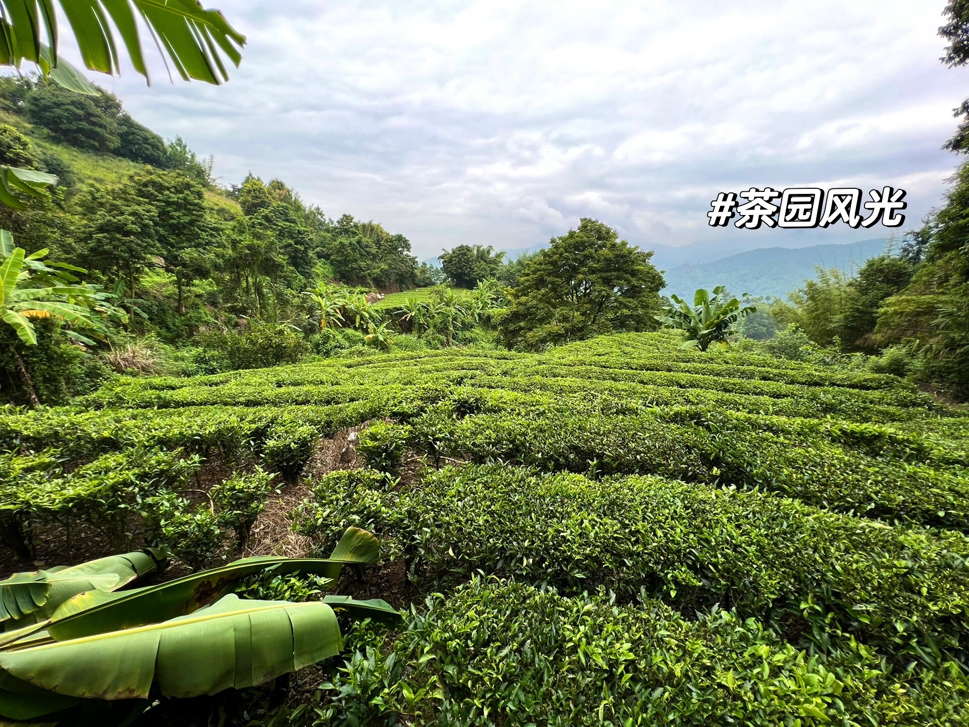 揭阳市揭东区新亨镇五房村红色茶乡 站在高高的山顶向下望去