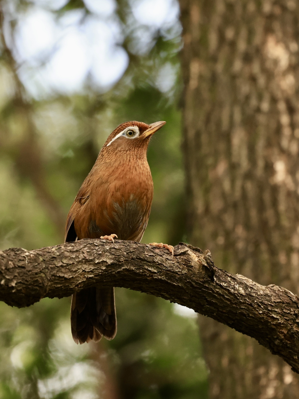 天河公园打鸟之画眉(二)