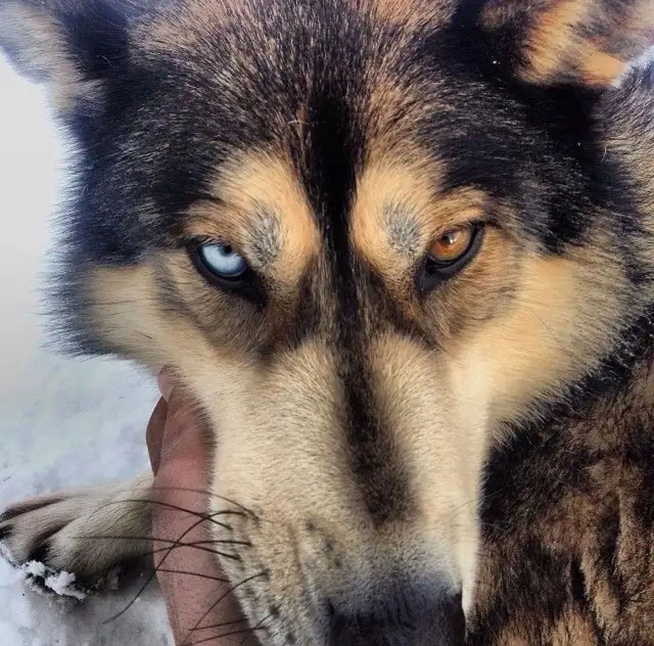 幽蓝色眼睛(p1) 它是狼眼睛中相当独特的存在 眼睛颜色泛蓝但不深