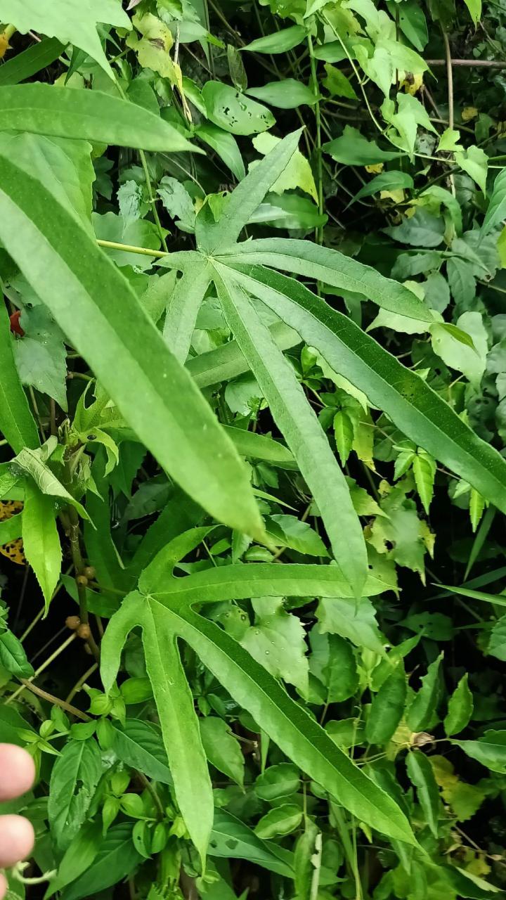 正宗识百草 药用植物 五指毛桃