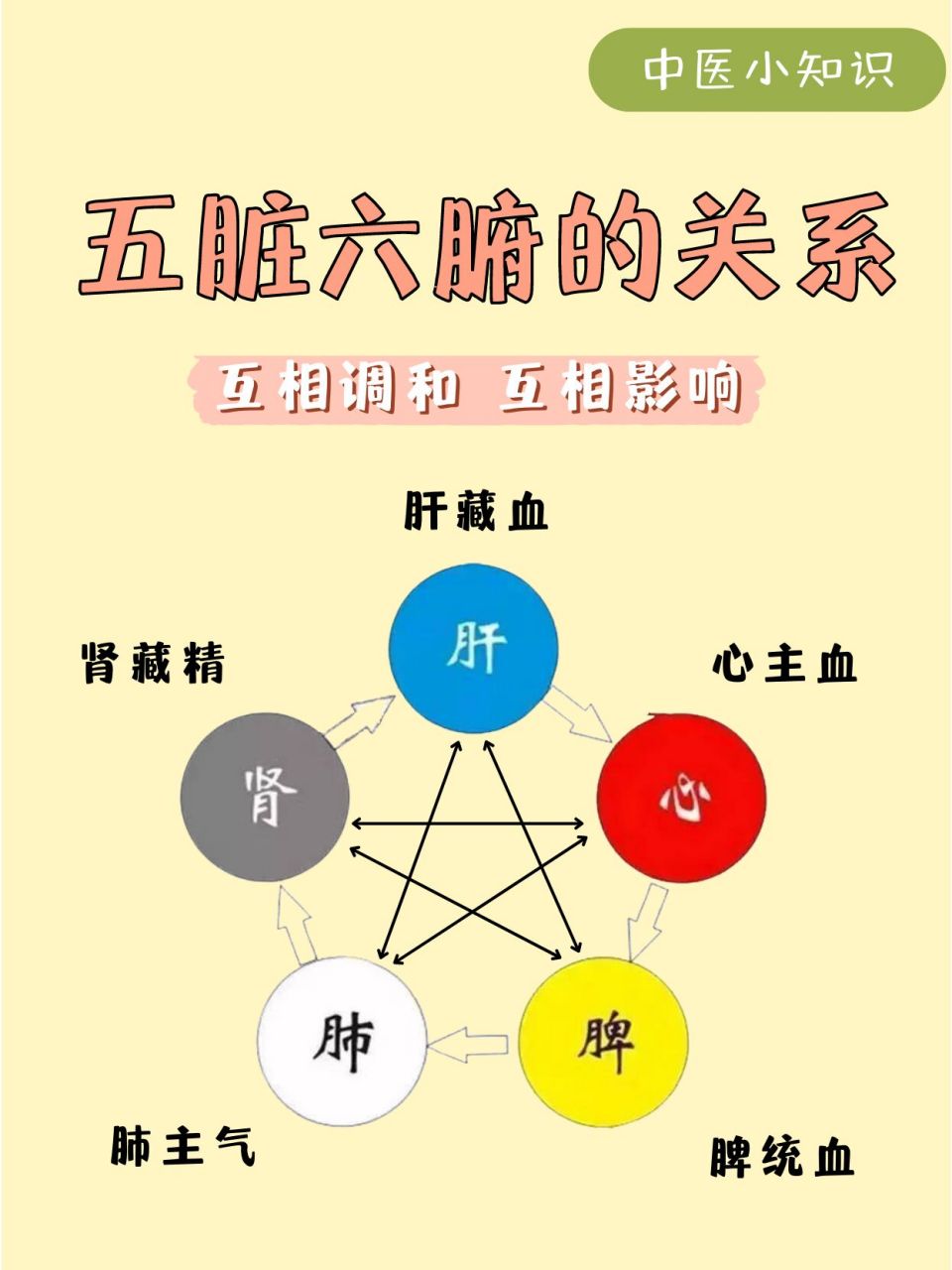 中医养生小科普|02认识"五脏六腑"的关系 中医学把人体内在的重要
