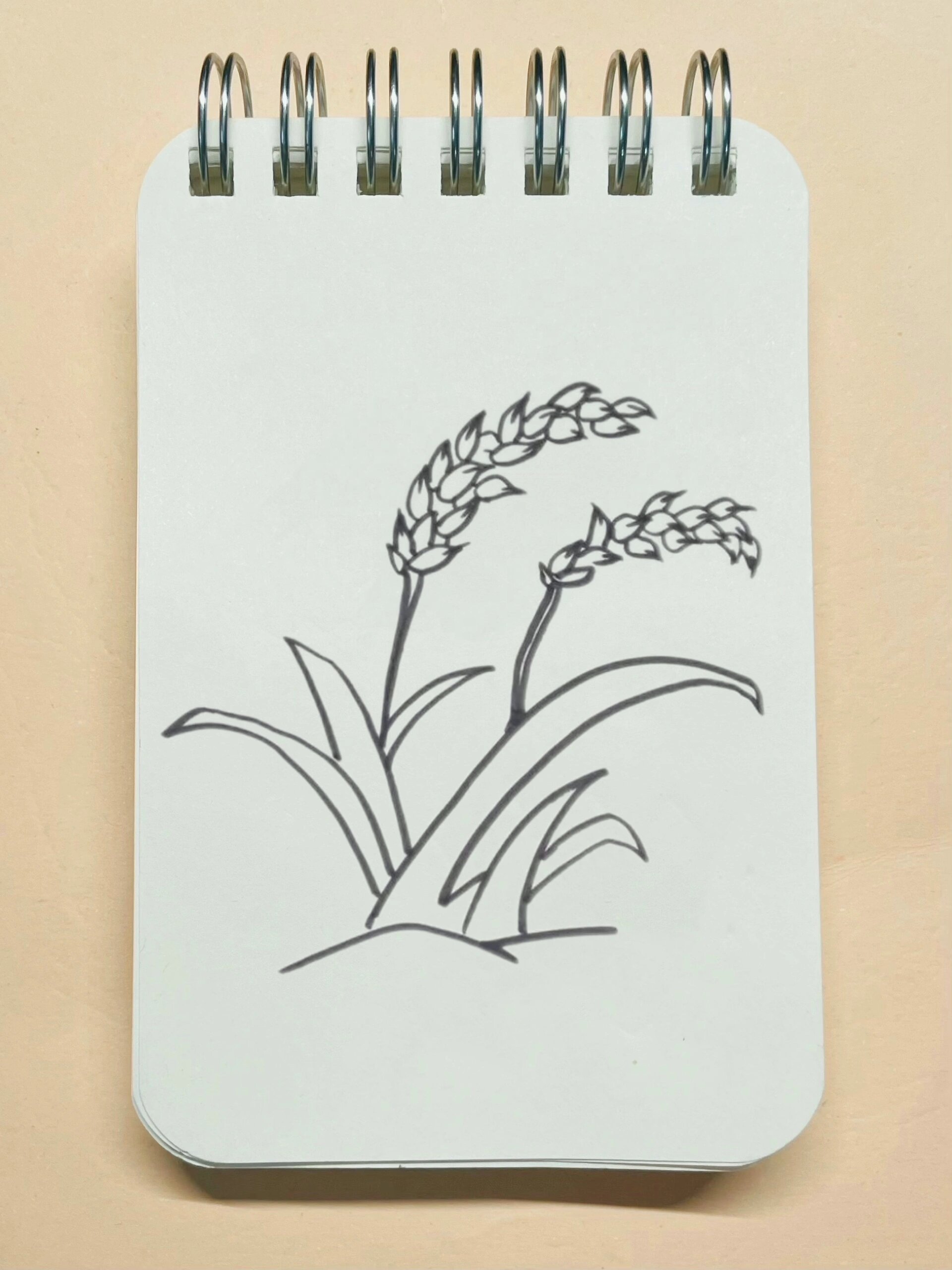 麦穗水稻简笔画 秋天是麦穗,水稻都成熟了