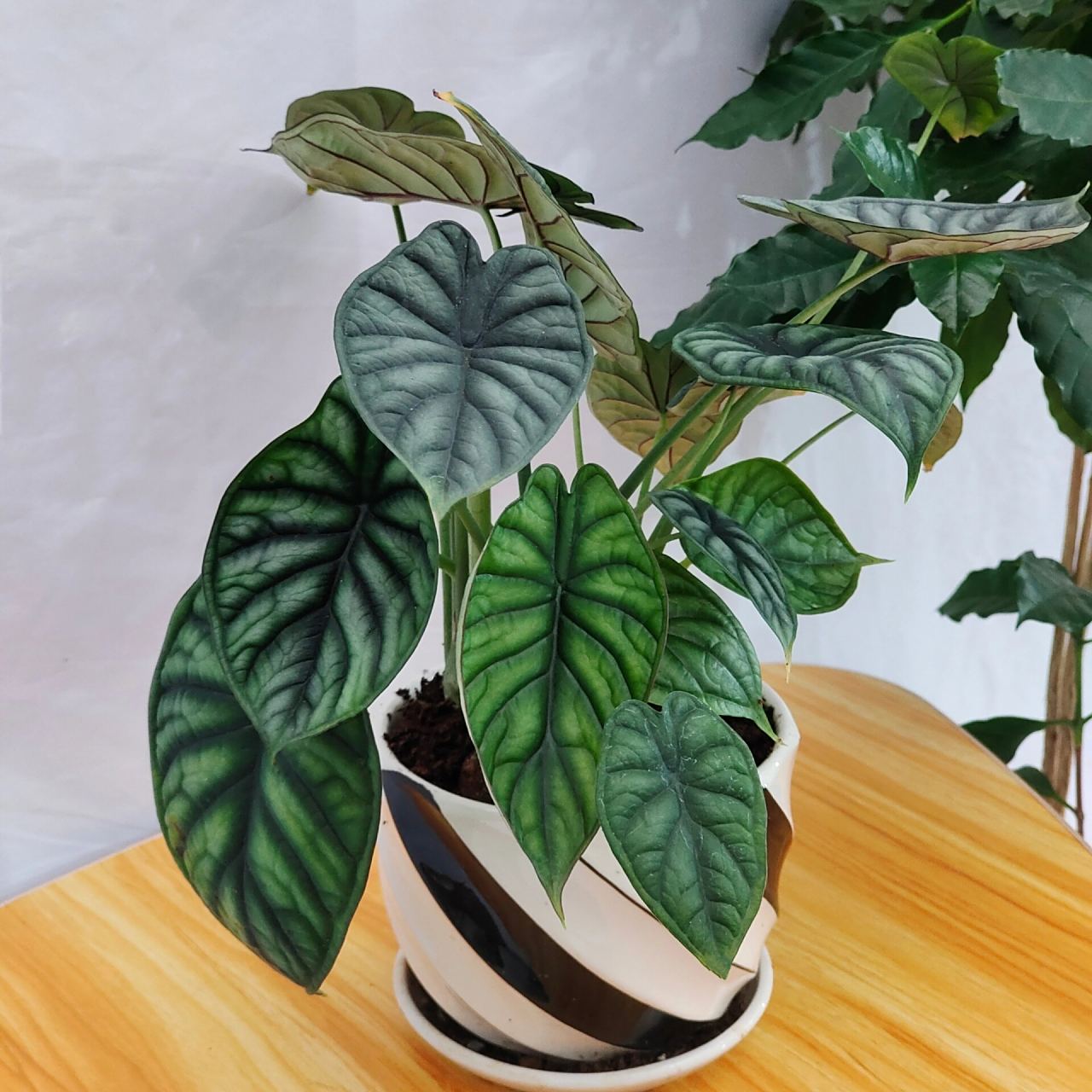 龙鳞海芋93(养护和注意事项) 养护方法和注意事项 1,土壤配制 龙鳞