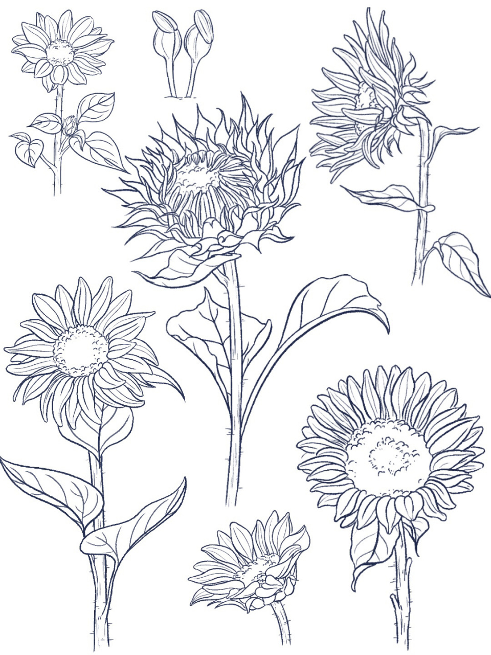 速写|花卉8   永远朝着太阳的你,心中肯定也是满满的温暖吧 希望可以