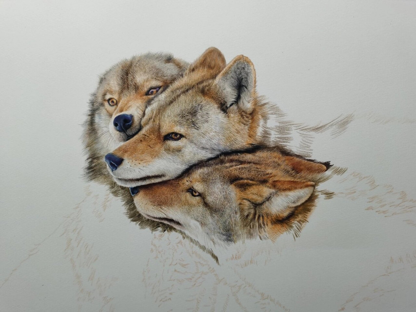 彩铅《狼》看看毛发怎么画 彩铅工具:霹雳马150,获多福细纹水彩纸,加