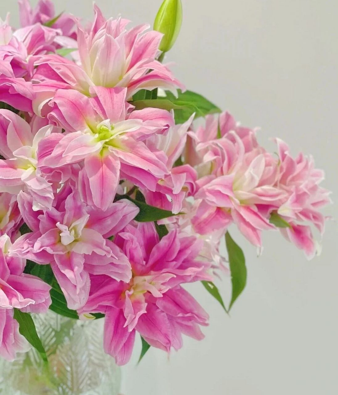 识花系列‖9款粉色系百合  粉拉菲 小火的一款高颜值重瓣百合,粉嫩