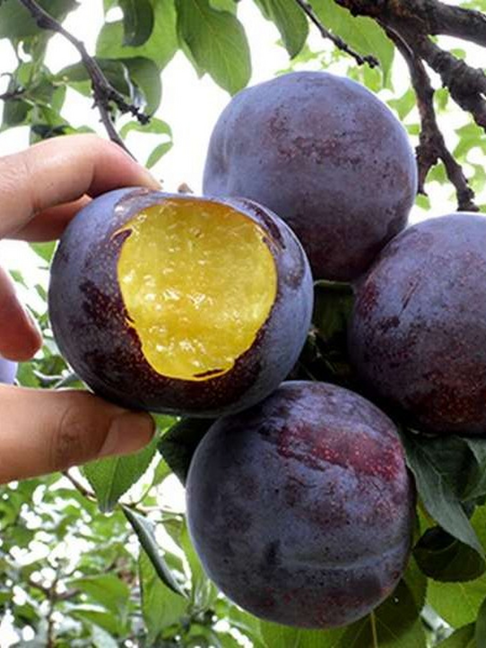 西梅和李子都是常见的水果 西梅属于蔷薇科杏属梅,是梅子的一种.