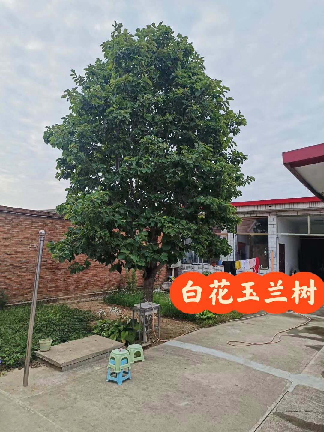 一棵树型饱满的白花玉兰树 一棵20公分白花玉兰树,有院子的,可以来上