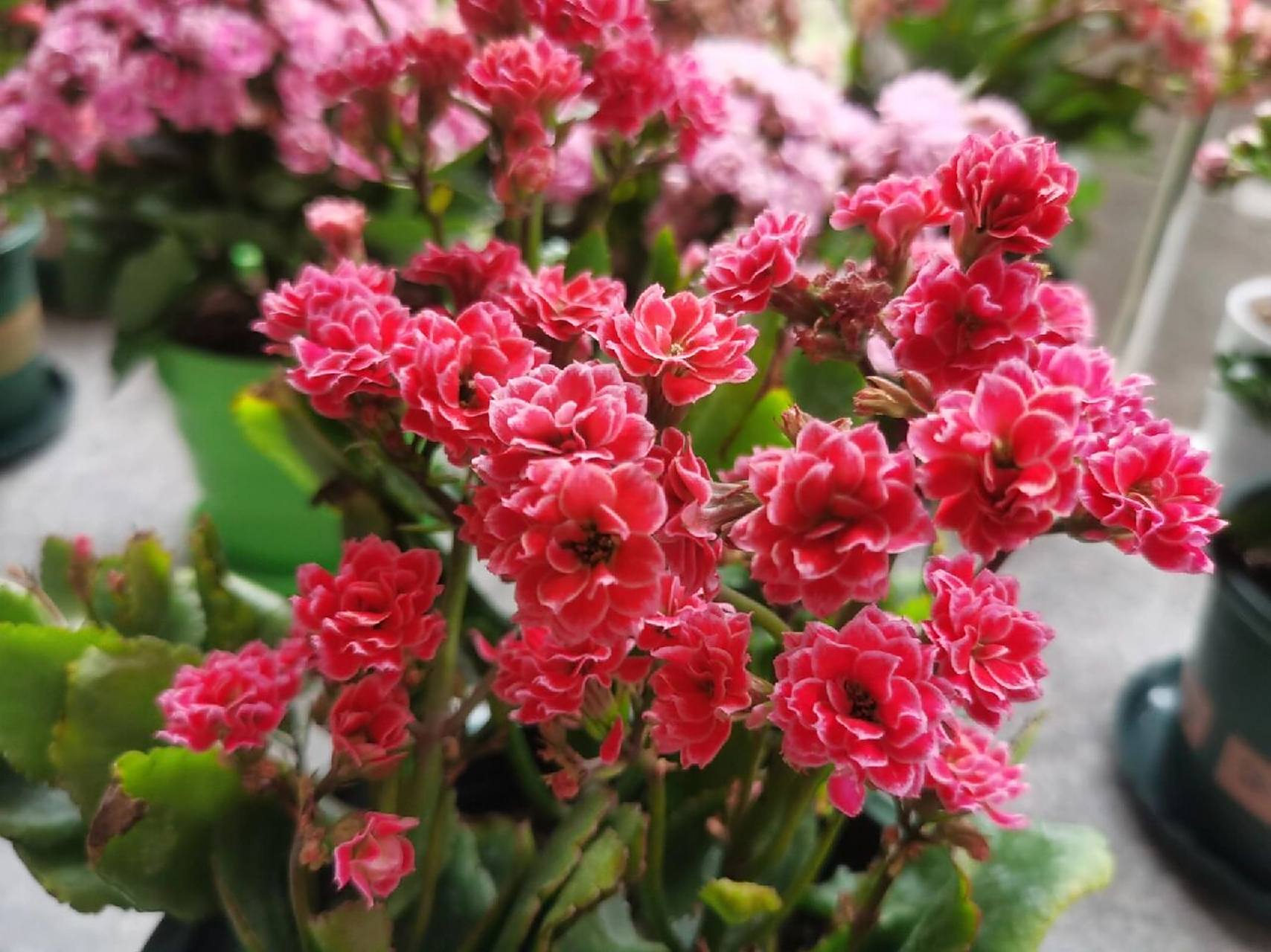 长寿花之大宝,好看是真的好看,但养是真的难养,枝太脆了,一人就断