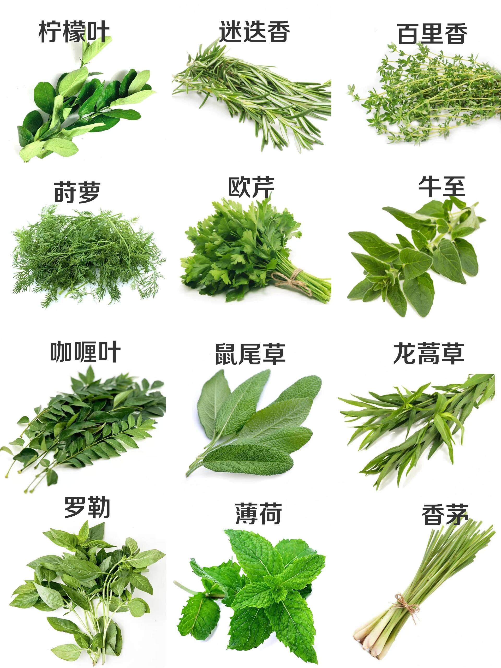 学西餐必备✅餐厅常见香草的用途和区别❗