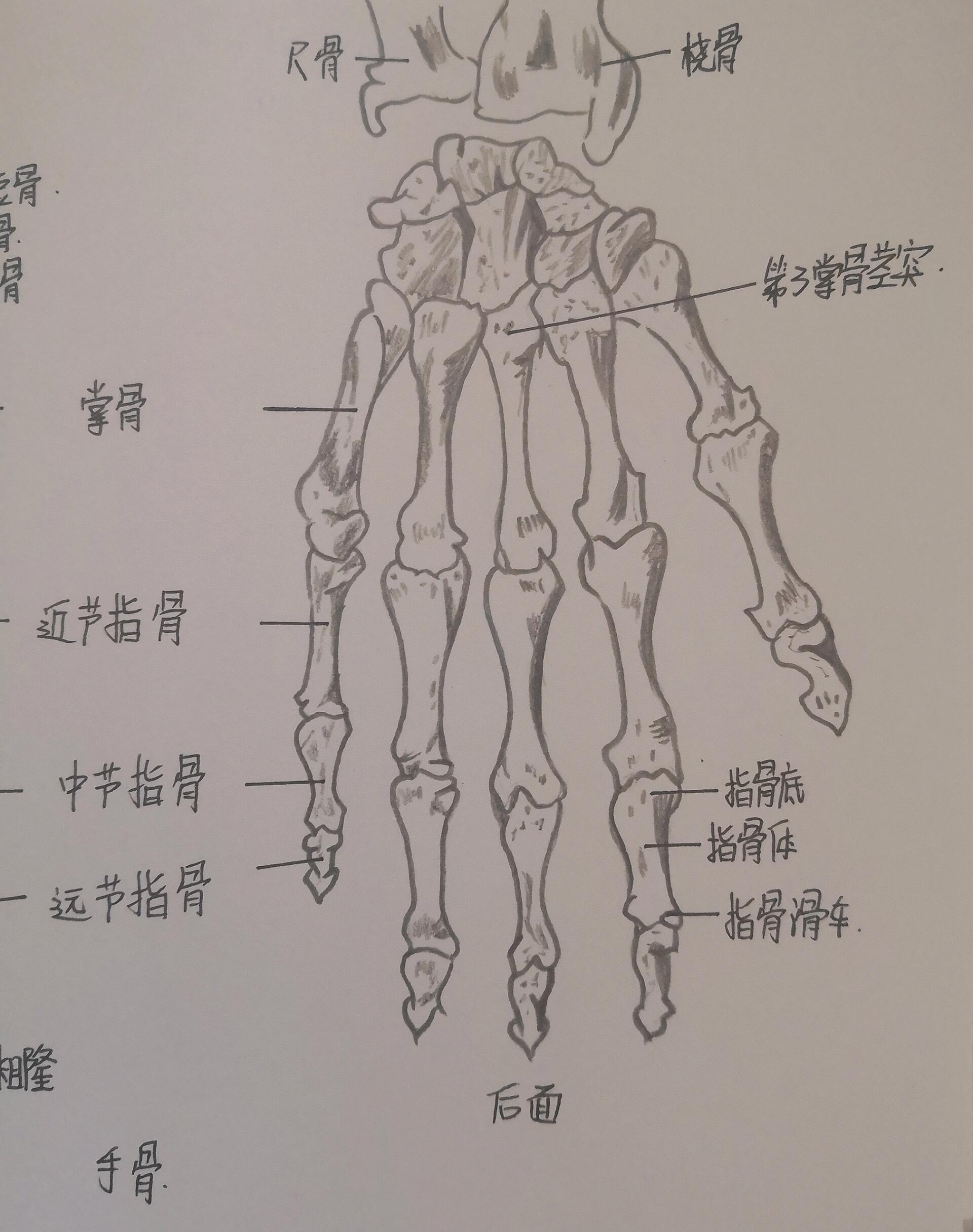 手骨骼结构图名称图片图片