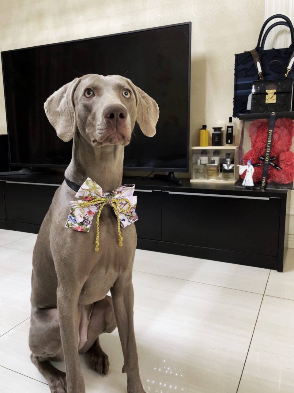 90从体重10多斤到60斤,肩高接近70公分,这一年里,我到底经历了什么