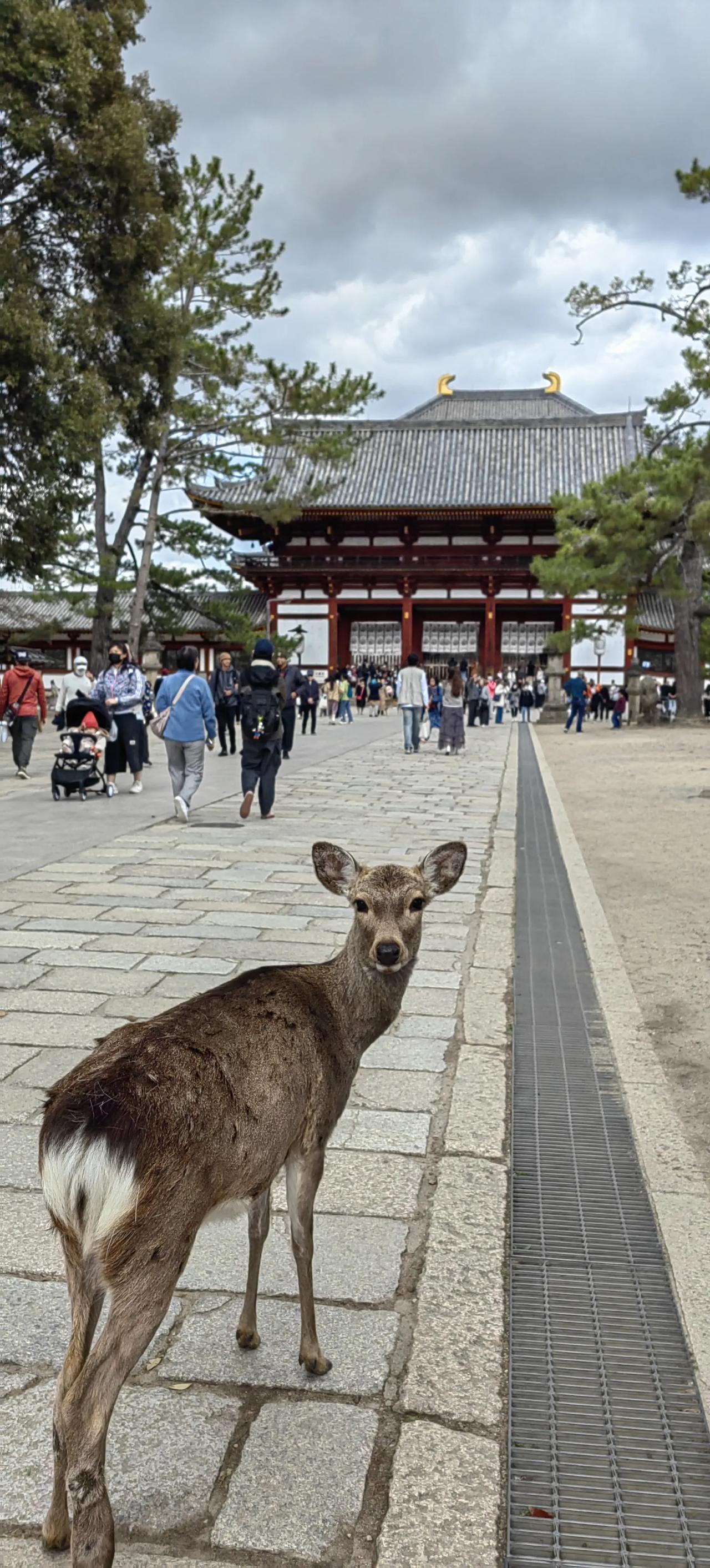 樱花开得正艳,一切奈良神鹿公园奈良神鹿公园简介日本奈良神鹿公园