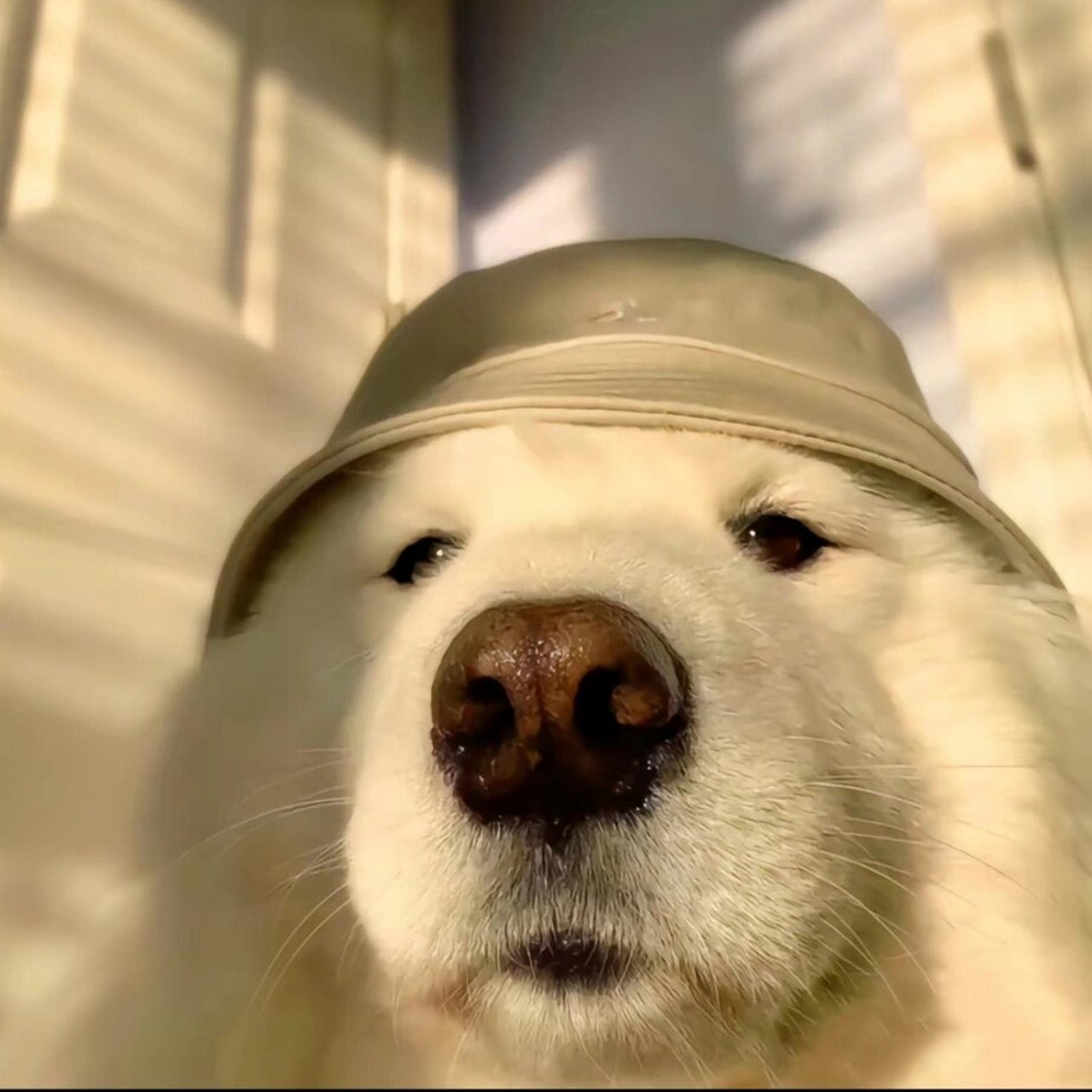 狗狗头像第二弹 图片来源于网络