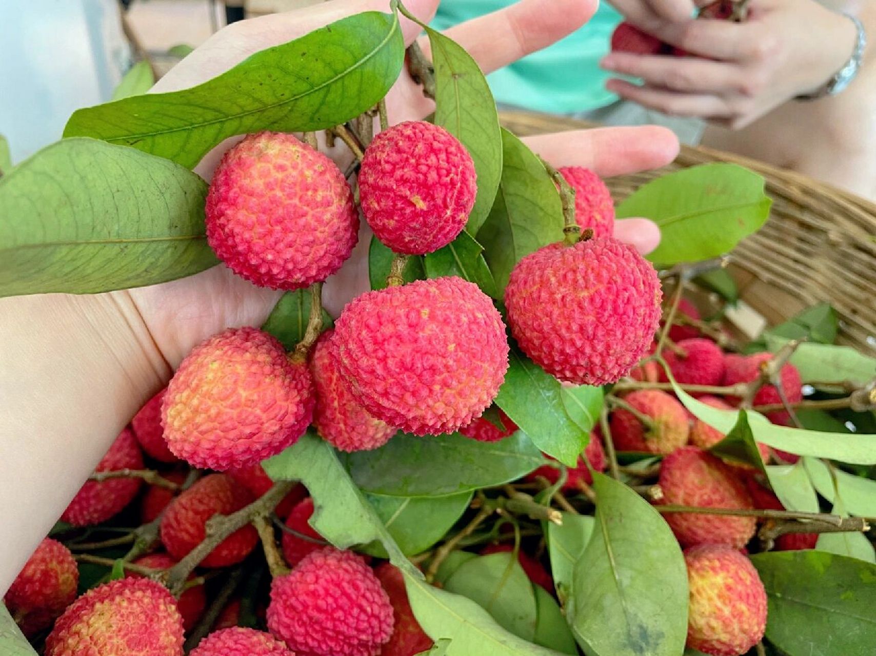 荔枝界的新网红"冰荔"96 冰荔荔枝中的"爱马仕"拥有艳红的外壳 果肉