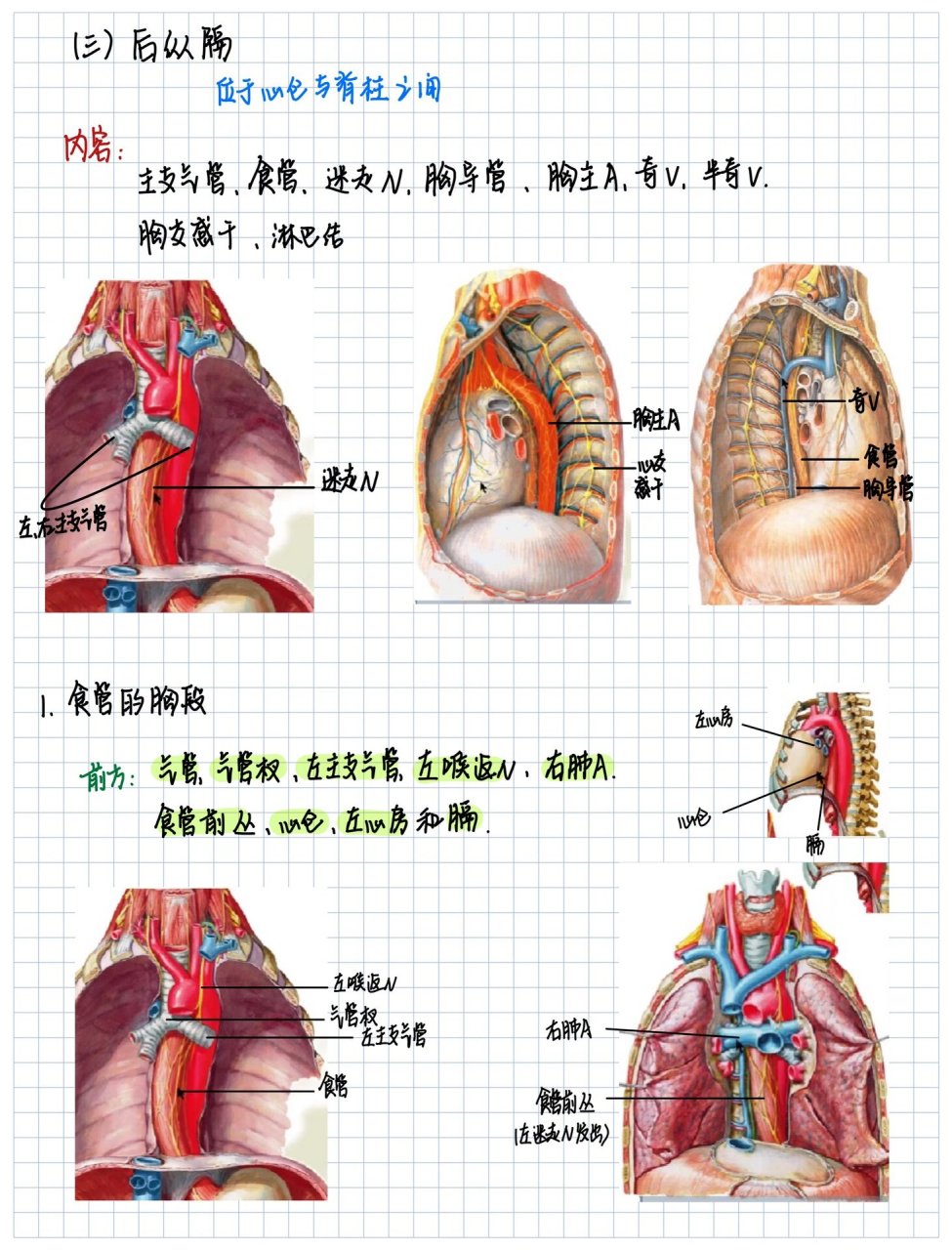 前中后纵隔解剖图图片