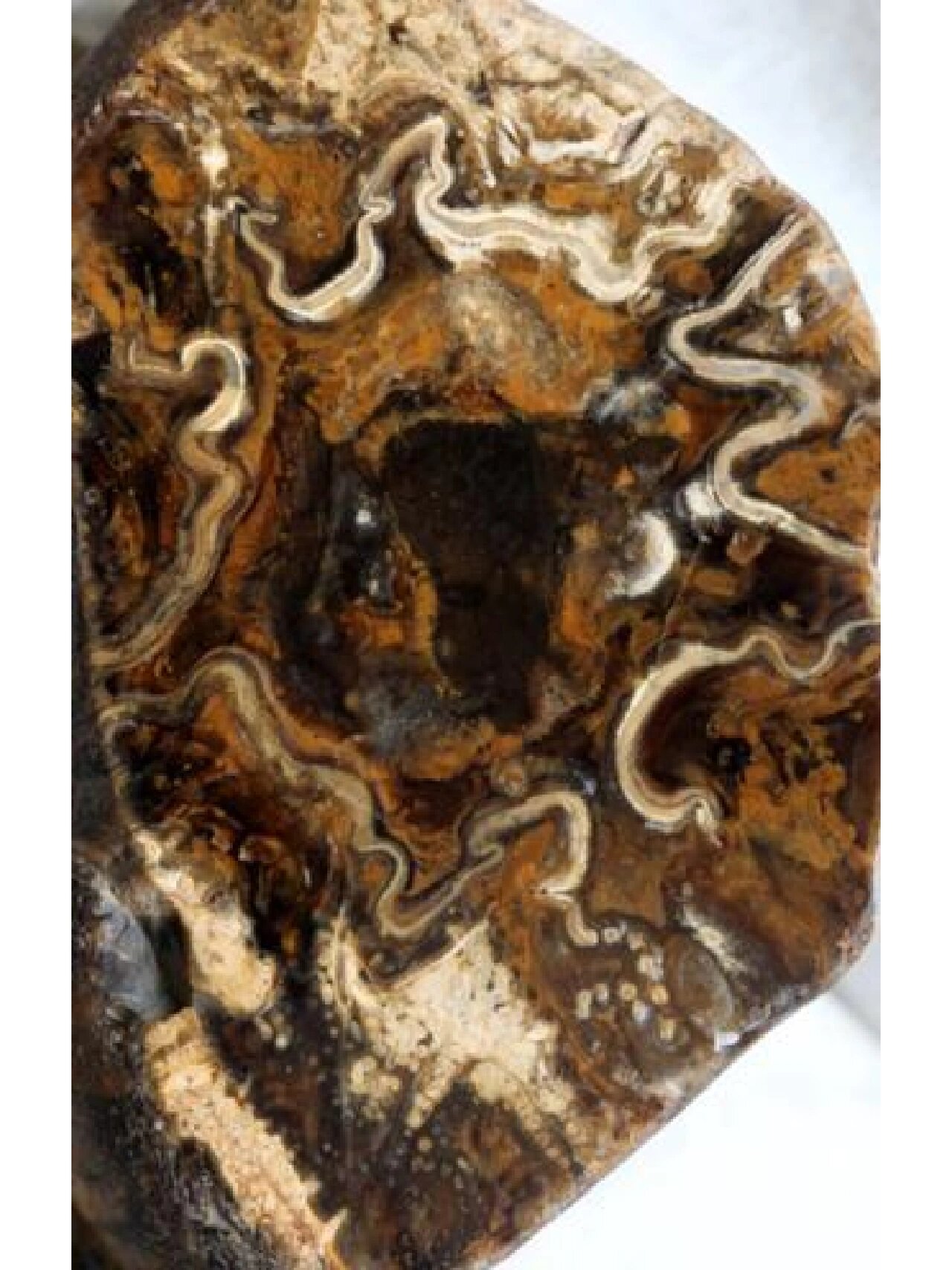 桫椤,发音suoluo,是一种现存的远古生物,也被称作活化石.