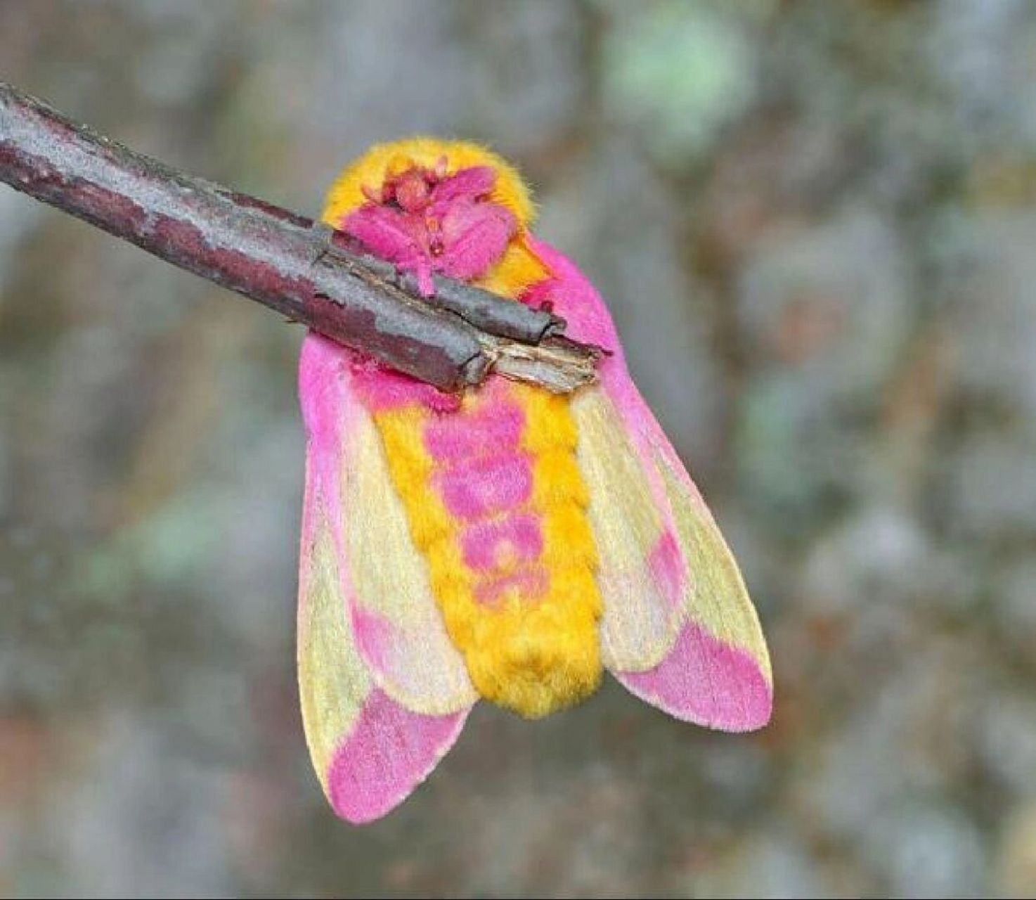 这种粉色毛茸茸的可爱家伙叫瑰色枫叶蛾 后来通过查资