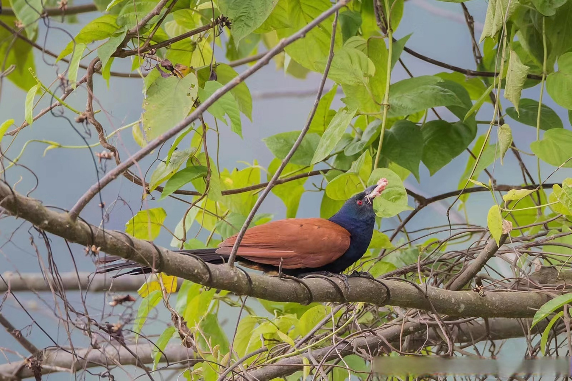 美丽腾冲看北海# 【北海湿地的飞羽世界 | 褐翅鸦鹃:叫声古怪的"好