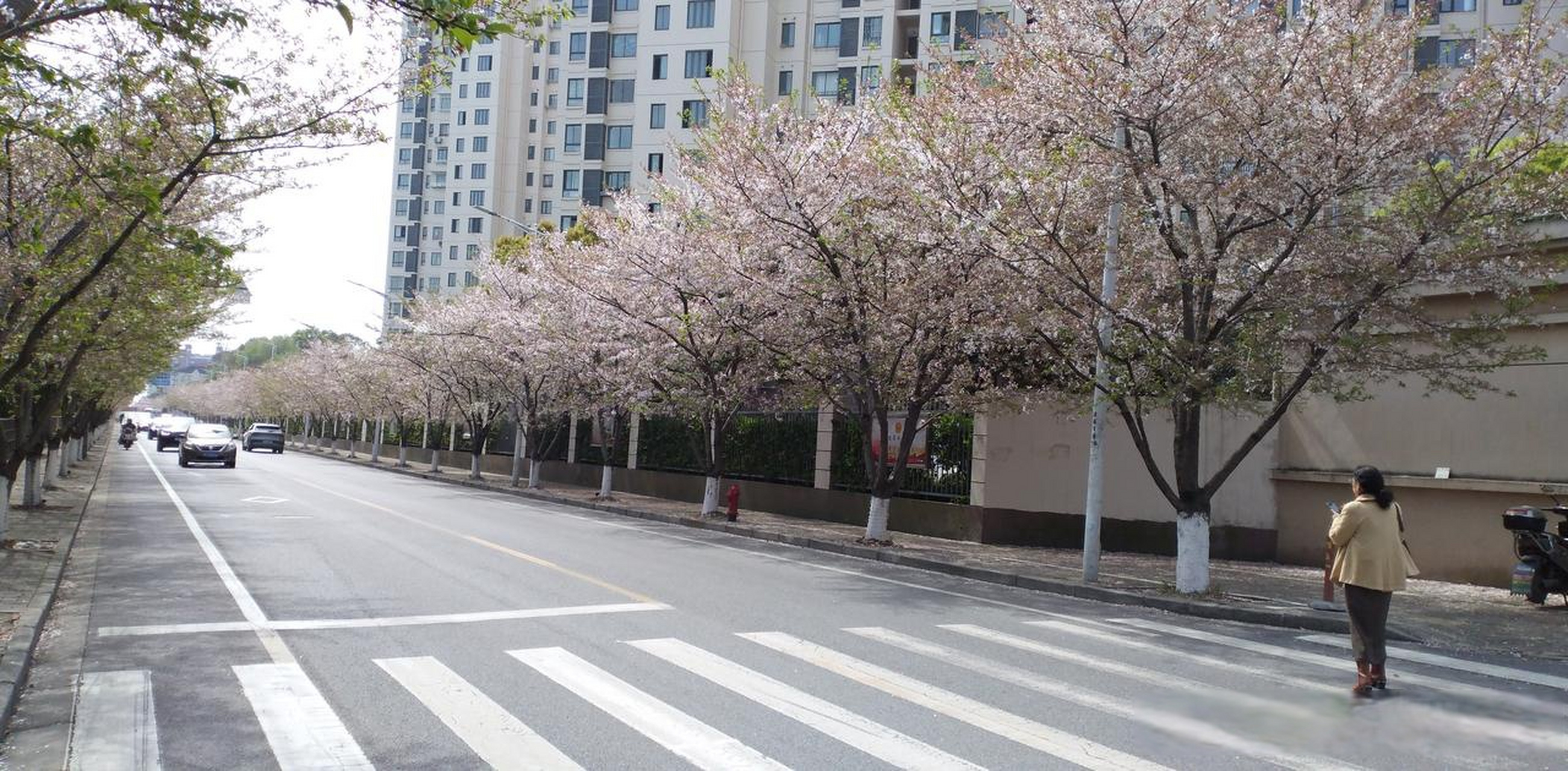 高东镇樱花园赏花记  在上海的浦东有一个高东镇,知道这个镇的原因是