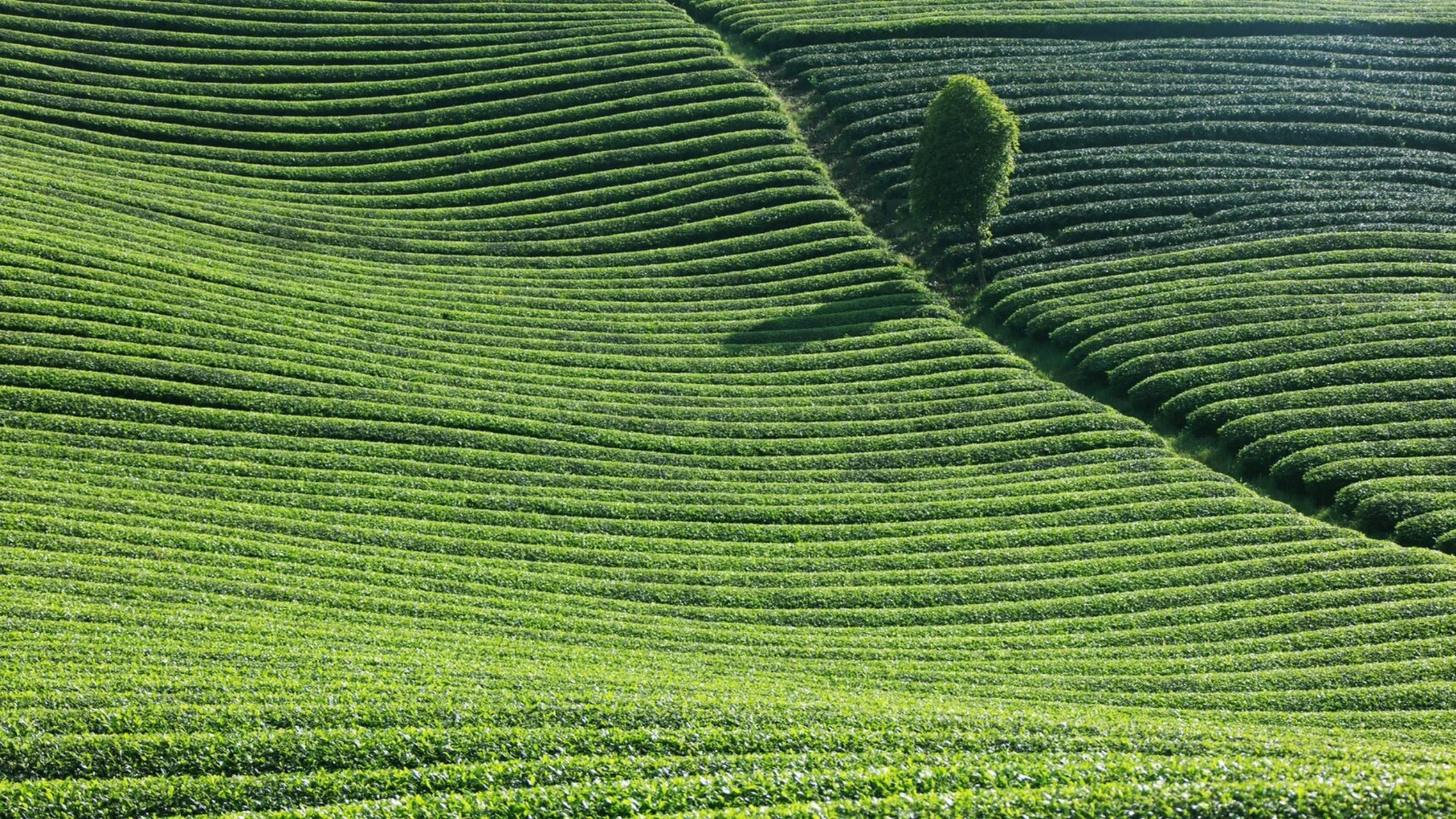 茶园|绿色护眼电脑壁纸安排上 今天的壁纸就是来自摄图网的!