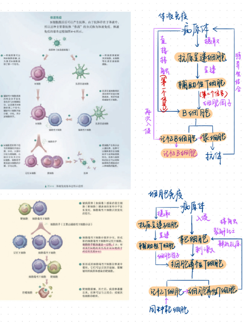 高中生物選擇性必修一特異性免疫 講題時畫的 細胞免疫和體液免疫過程