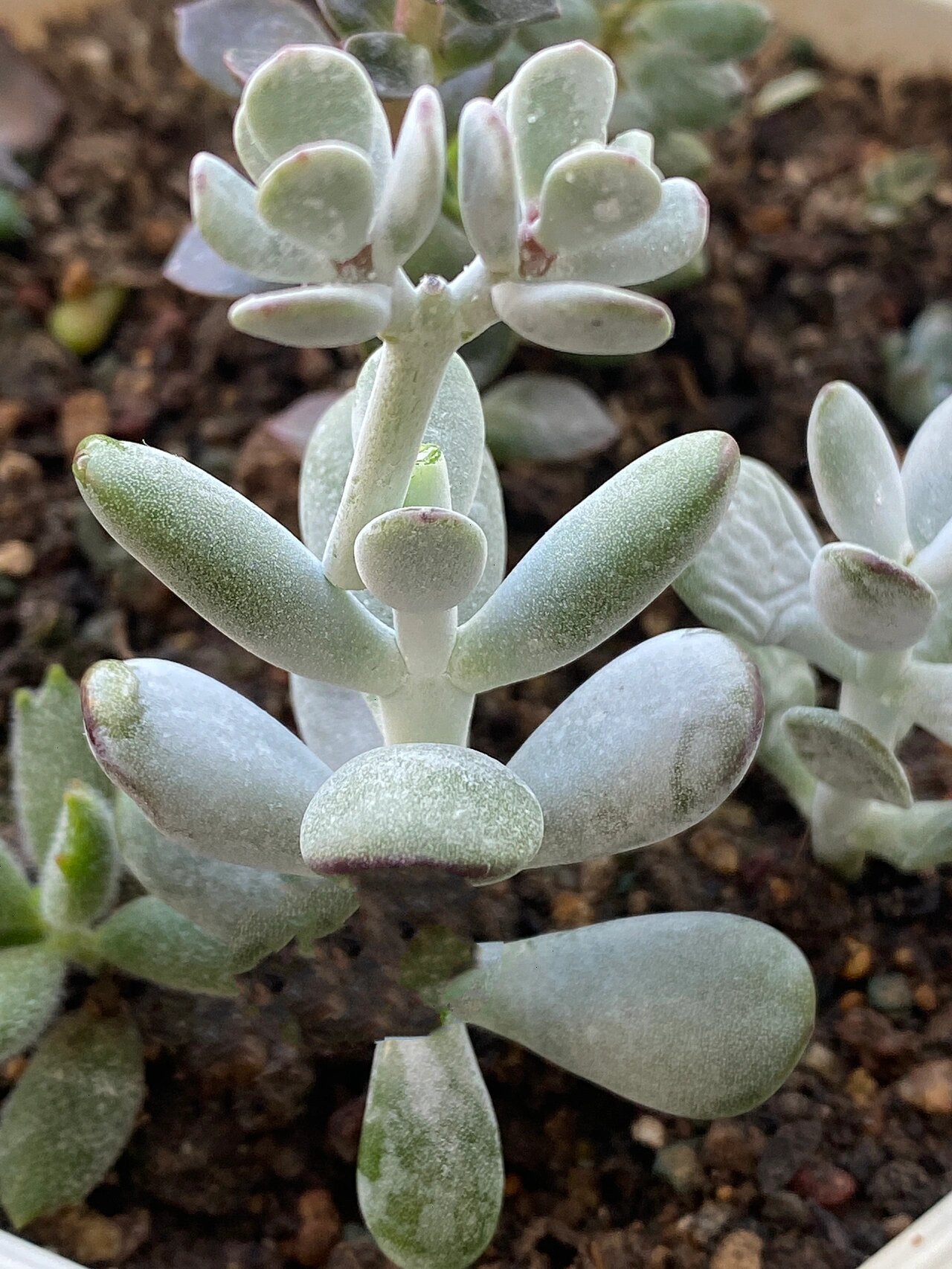 徒长的9915乒乓福娘(砍头扦插) 又是室内一颗徒长的乒乓福娘, 又