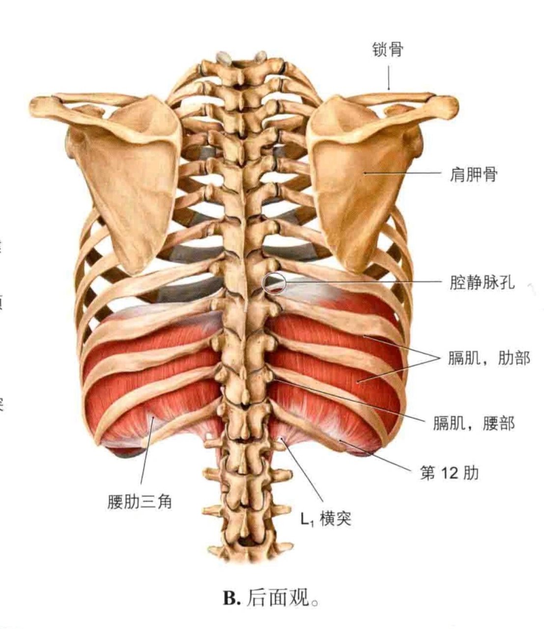 膈肌与腹后壁肌手绘图图片