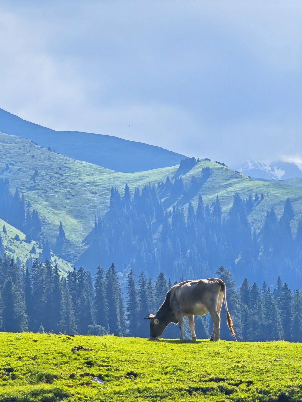 73这里只说自驾门票,景区一天只卖300张票,在微信小程序"智游那拉提