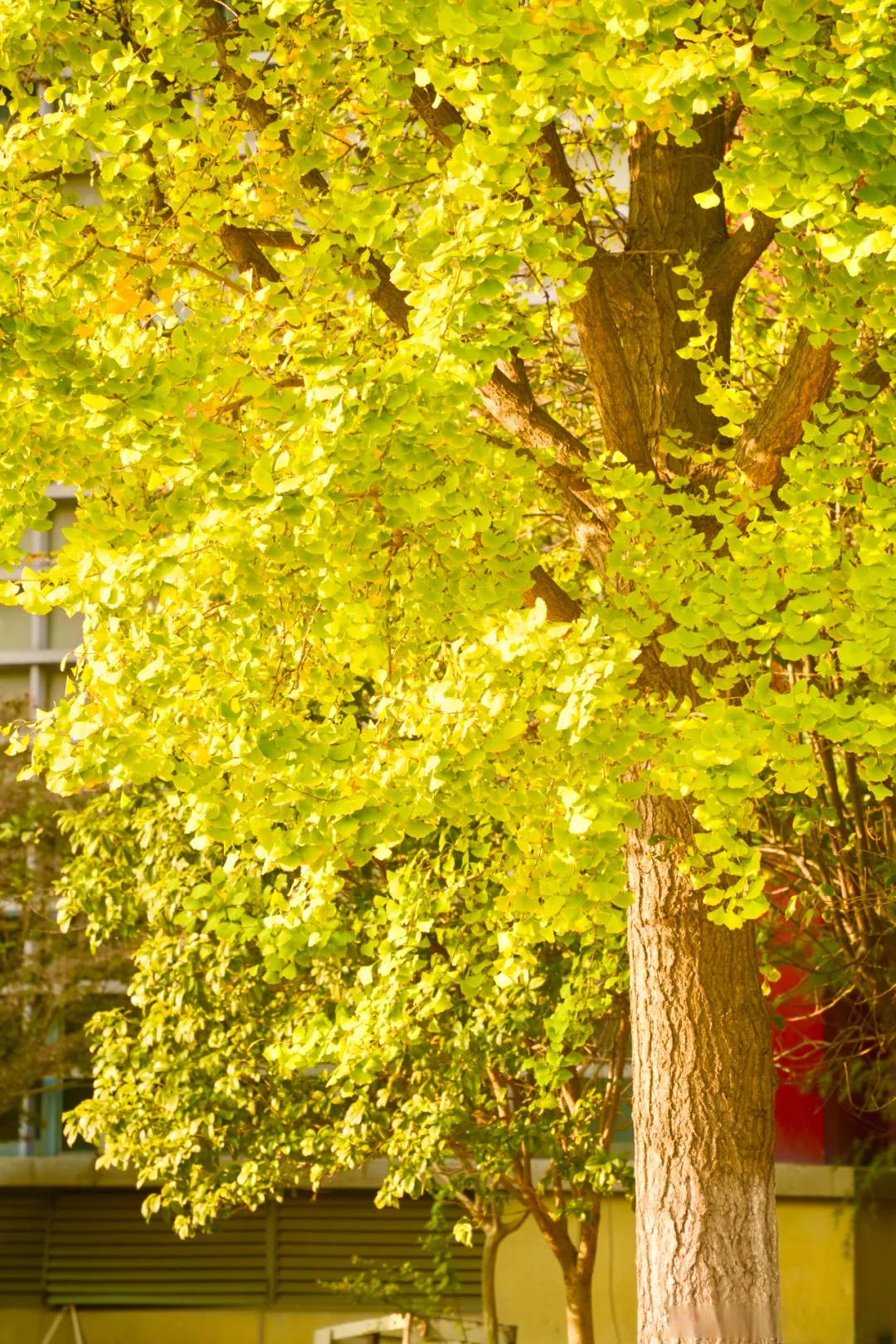 【浙传的秋日美图第一弹来啦~】秋意渐浓,一叶知秋