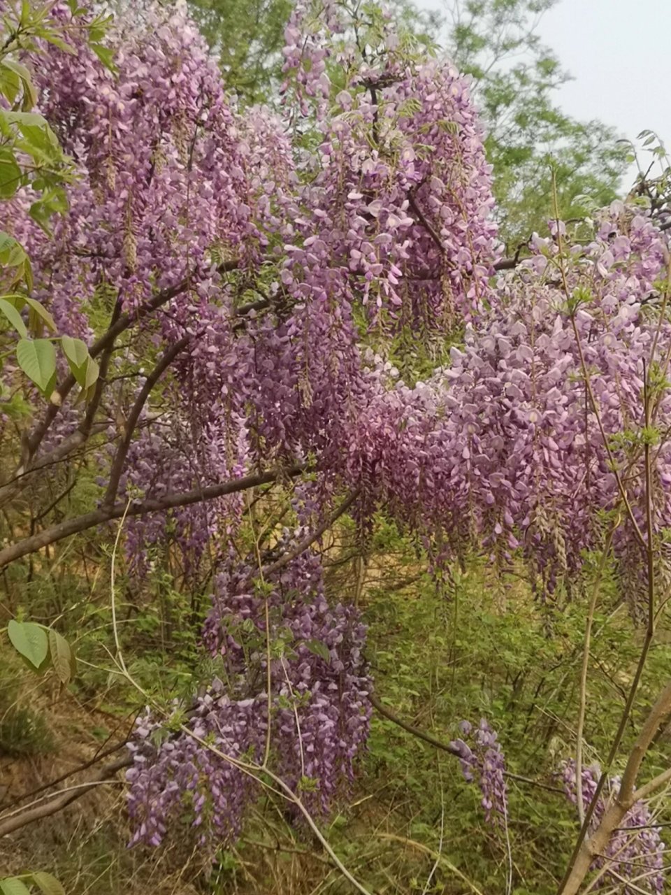 紫藤花食用方法图片