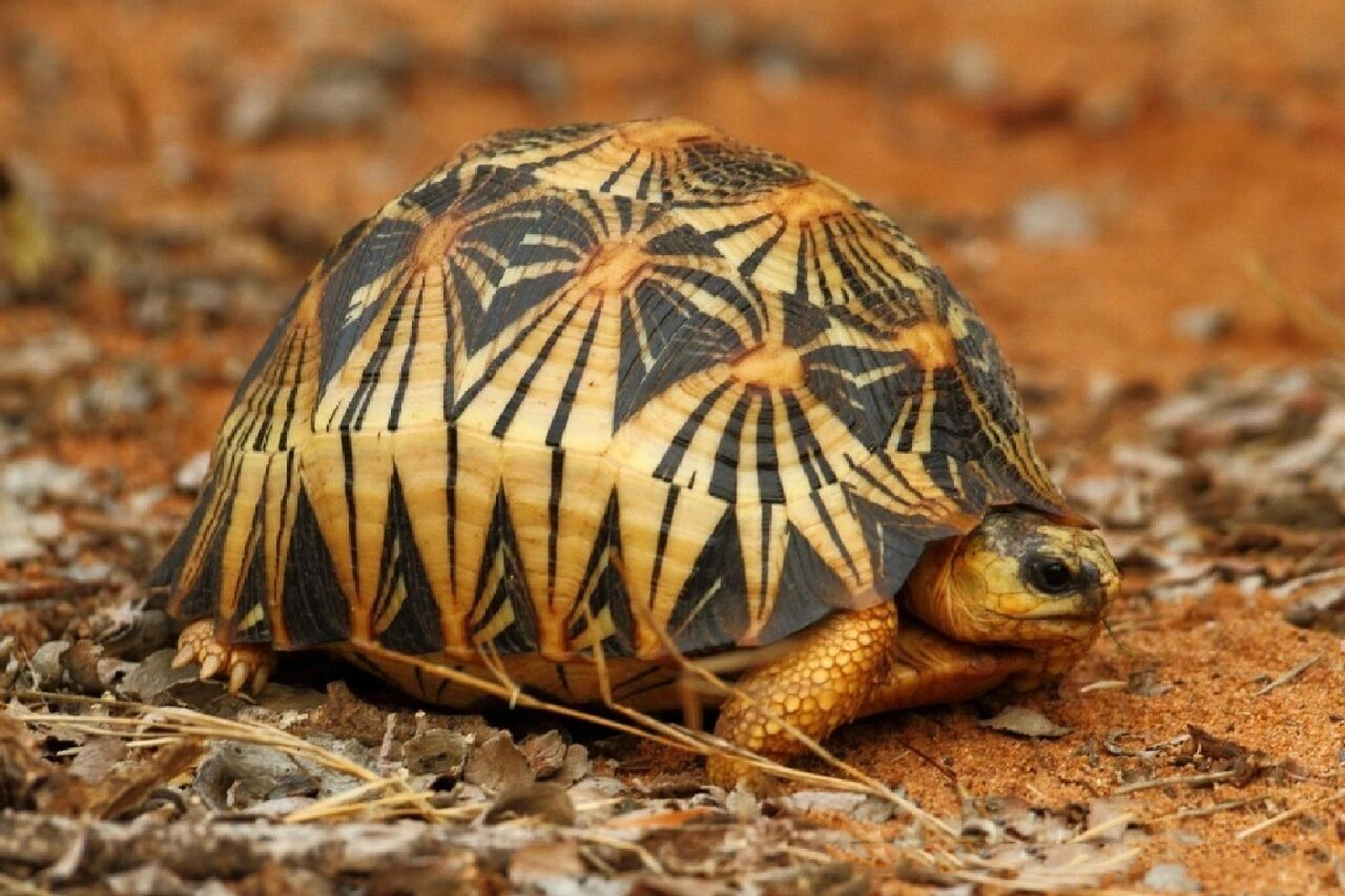 博物 | 辐射陆龟 爬行纲-龟鳖目-陆龟科-马岛陆龟属-辐射陆龟-辐射