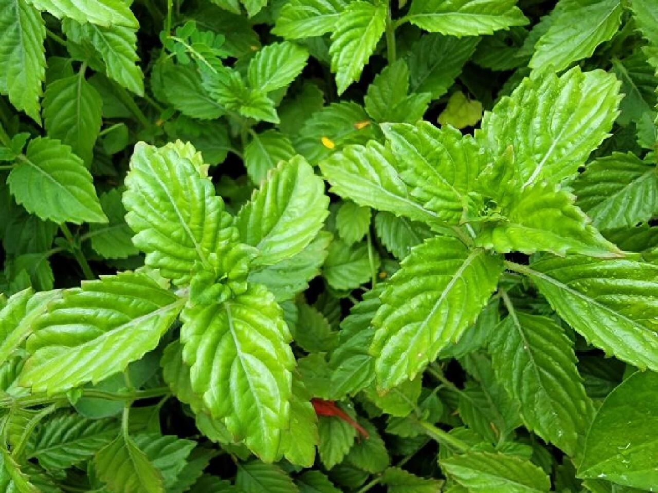 为唇形科植物. 分布于中国台湾,浙江,江西,广东,广西西部.