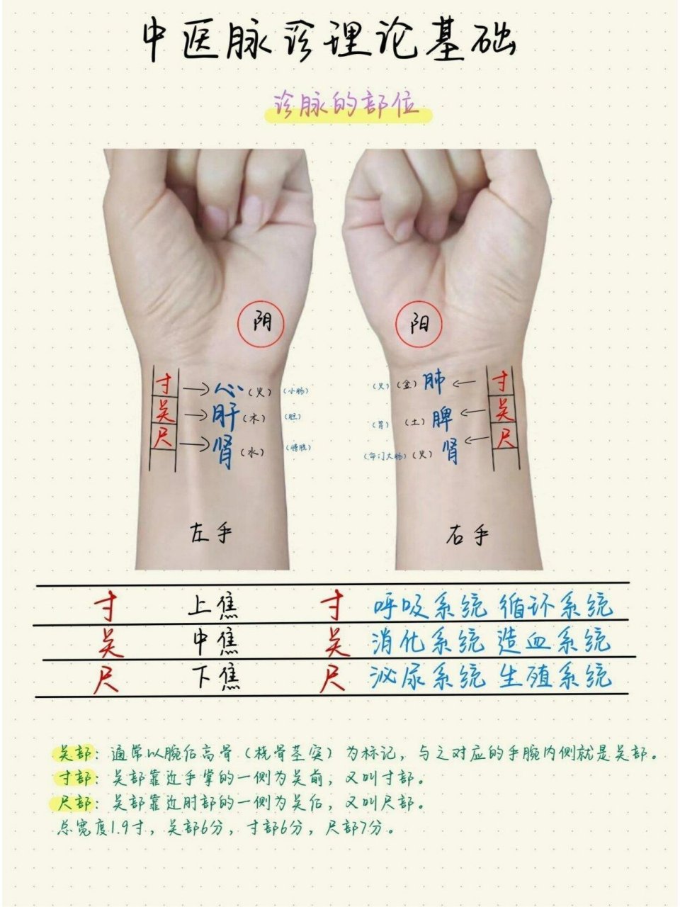 简单明了:一图看懂中医脉诊原理 诊脉的部位 	 关部:通常以腕后高骨