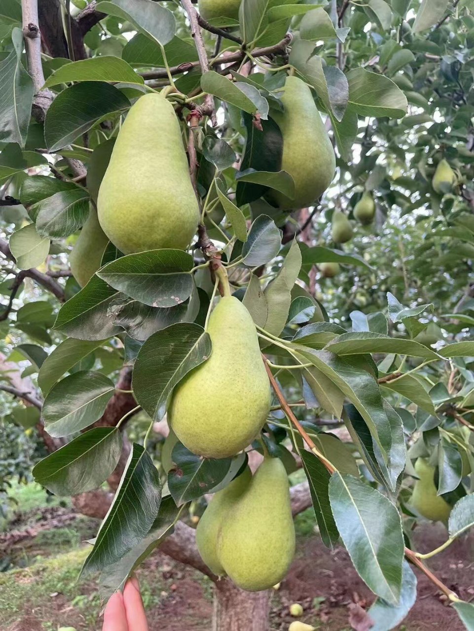 绿色,天然,健康的三季梨 三季梨,也叫巴梨,别看下树的时候绿绿的,捂黄