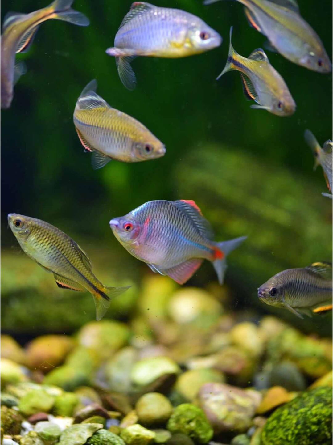 170种原生观赏鱼之🐠高体鳑鲏