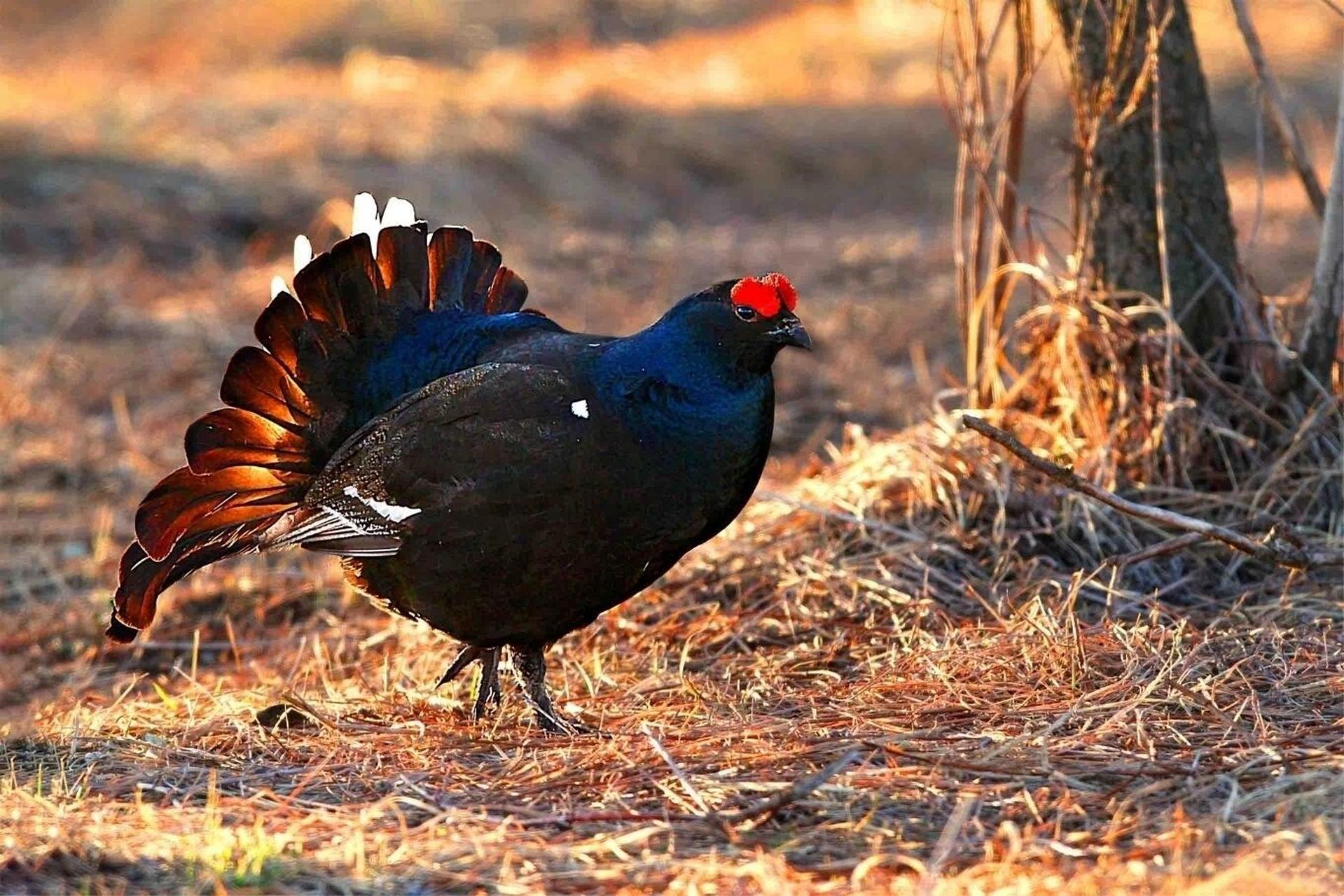 黑琴鸡 黑琴鸡又称黑野鸡,乌鸡,是鸡形目松鸡科琴鸡属的鸟类动物