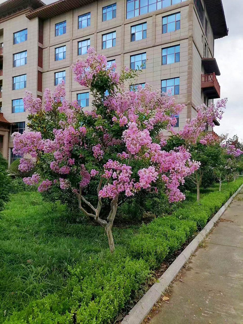 紫薇树是什么呢 紫薇树(crape myrtus),千屈菜科植物,是中国珍贵的