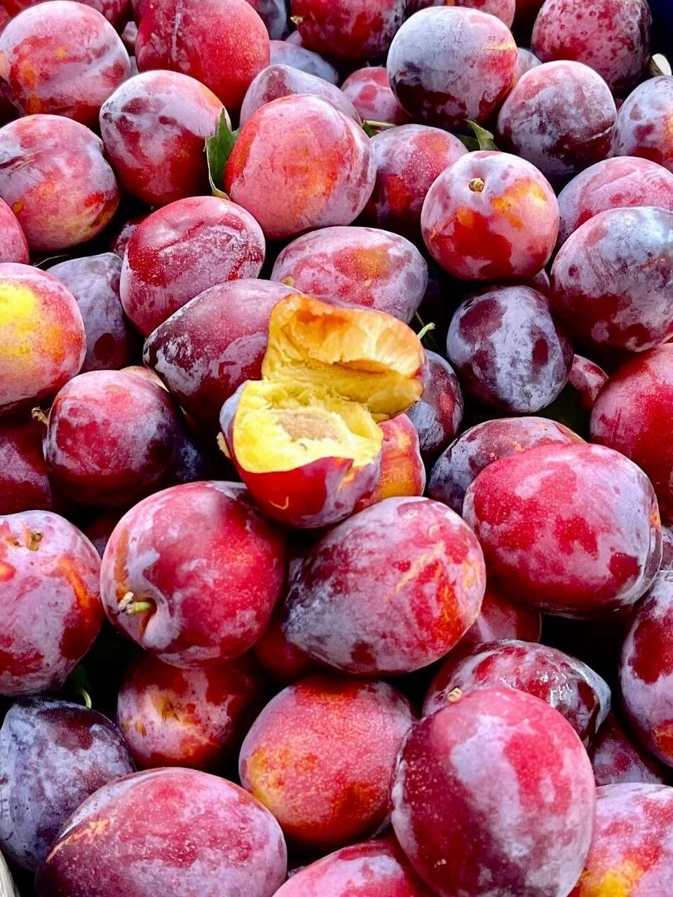长春买水果6015东北人都爱吃的干核李子09