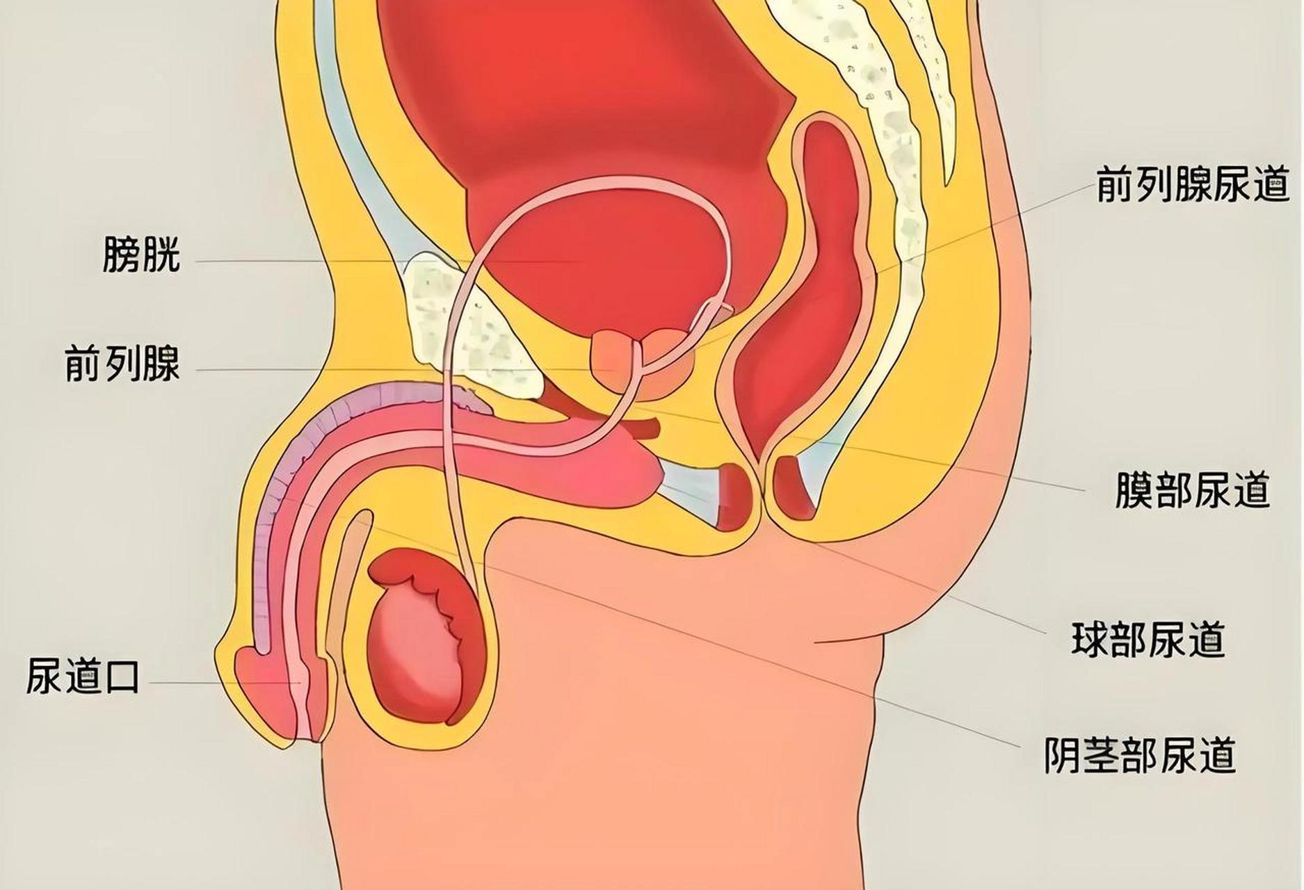 前列腺是男性生殖系统中的一个重要器官,位于膀胱下方,环绕尿道.