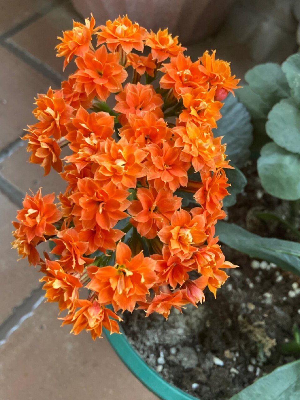 切橘粉长寿花 最近很喜欢的品种,独角兽照不出美,质感有光泽,泰娜长寿