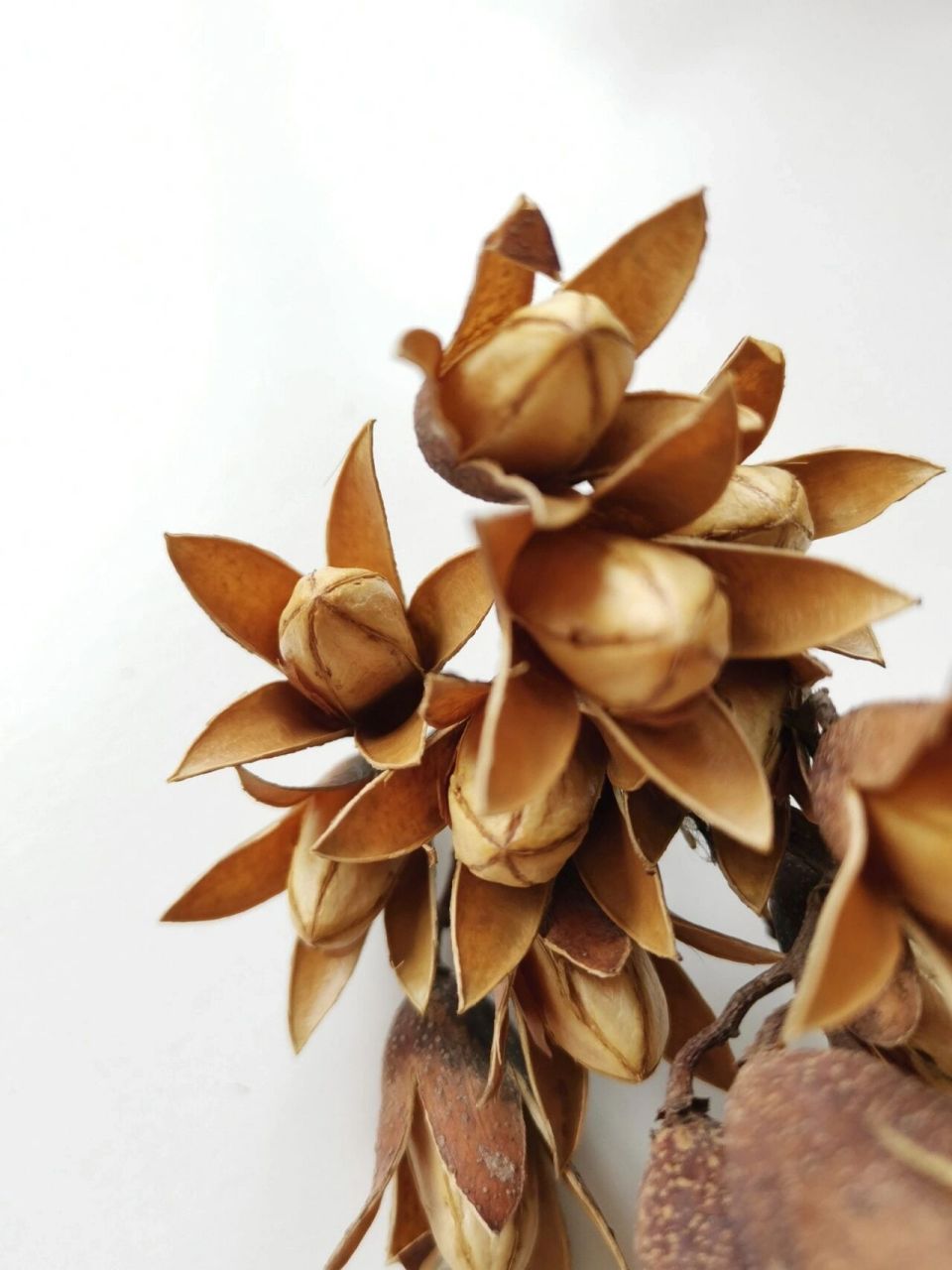 植物分享|奇异种子(18) 中文学名:香椿子 别名:椿树子,香椿铃,香铃子