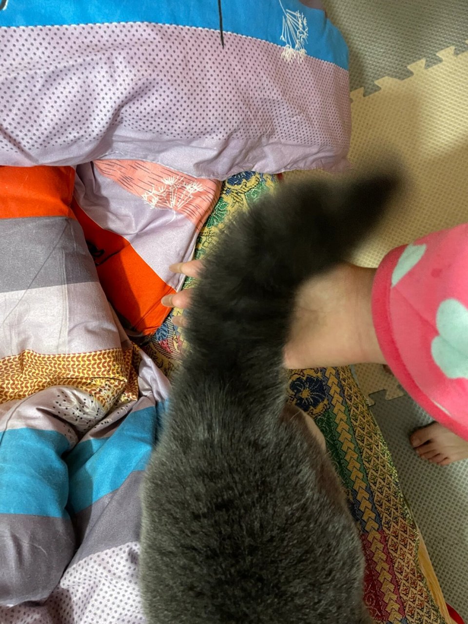 小猫咪的尾巴怎么突然炸毛了 平常不是这个样子啊,像条大毛毛虫