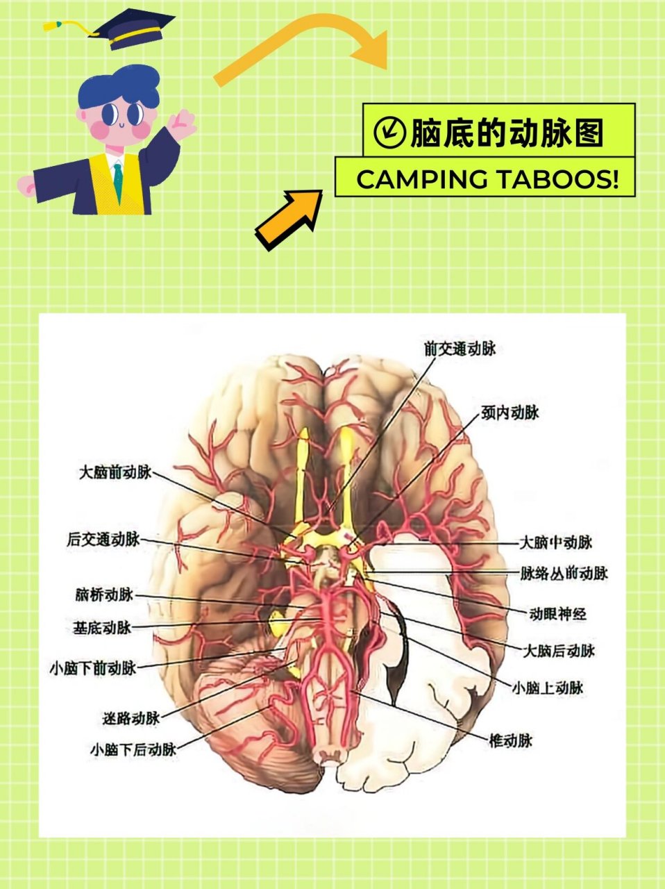 大脑血管分布示意图图片