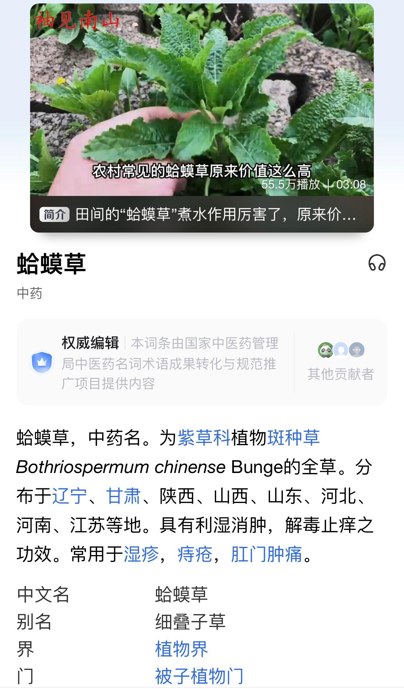 蛤蟆草主治图片