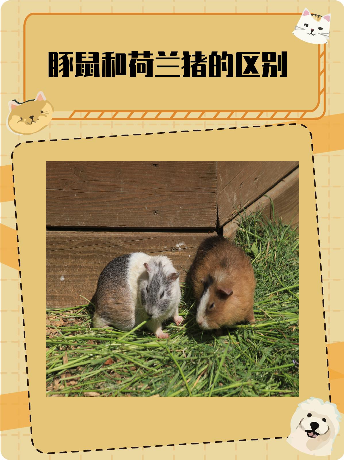 1.品种与起源 我们要了解豚鼠和荷兰猪的品种与起源.