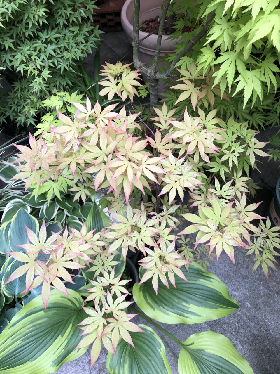 日本枫树—浮云 别真成"浮云"了,今年川渝两地的老苗浮云表现都不错