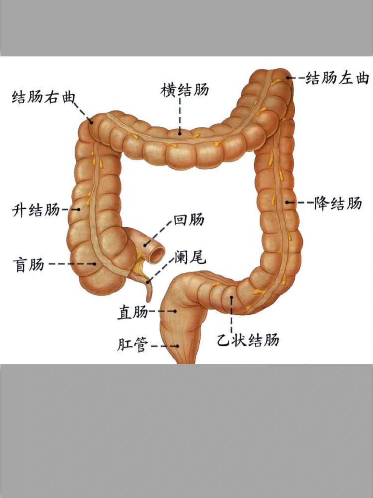 大肠画法图片