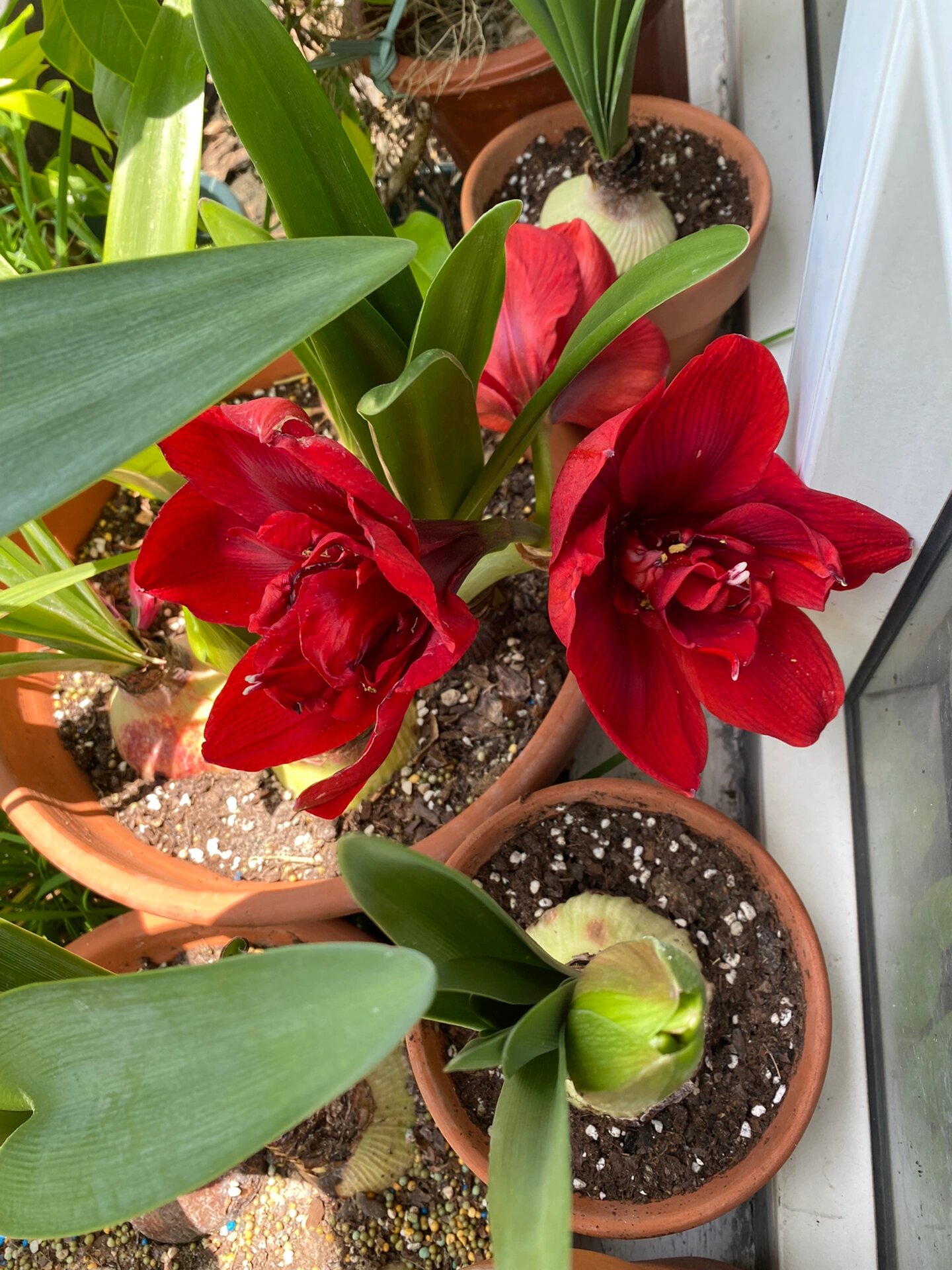 朱顶红:重瓣黑天鹅,2023.6.29